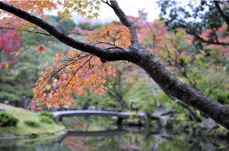 公园里树木的美丽秋景大自然的美妙与和谐日本秋天的梦幻般的旅游目的地秋季户外图片