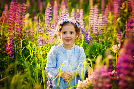 美丽的女孩5岁在与羽扇豆的领域一片开满紫色花朵的草地和一个头上戴着花环的小女孩空地里阳光明媚的日落和嗅花的图片