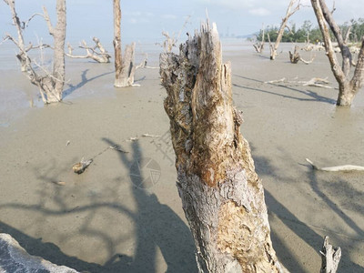 在泥泞的海滩上垂死的红树林的场景图片