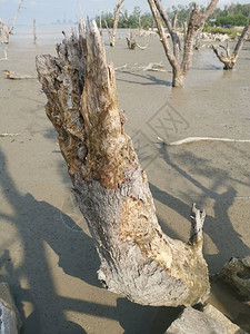 在泥泞的海滩上垂死的红树林的场景图片