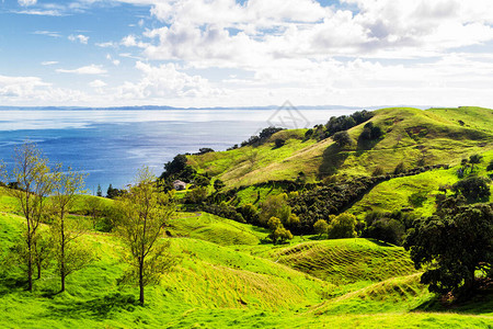 在新西兰北岛科罗曼德尔半岛的平静蓝天下图片