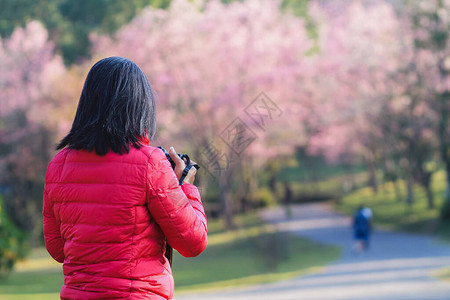 一位亚洲中年妇女旅行去看山顶盛开的粉红色樱花图片