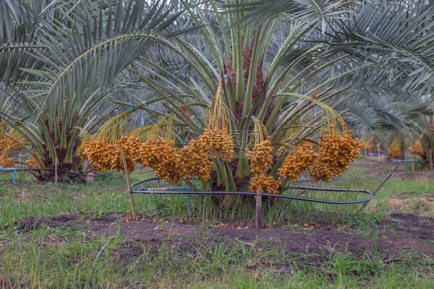 泰国农业经济椰枣树上的新季节日期种植棕榈图片