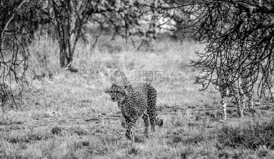 Cheetah南非雨中草原野生稀树草原的杂语Jubab图片