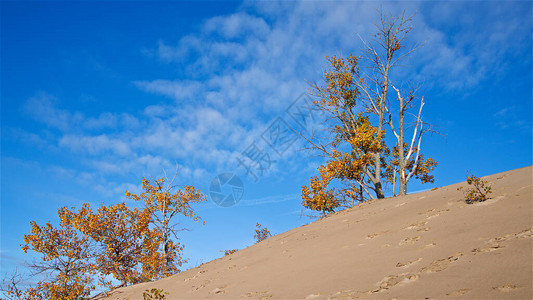 沙丘顶峰的山丘背景观有树图片