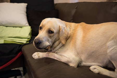 可爱的大白拉布多狗躺在沙发床或沙发上图片