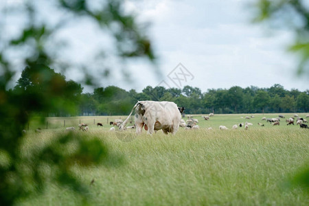 奶牛和公牛在绿色草地上的牧场上吃草图片