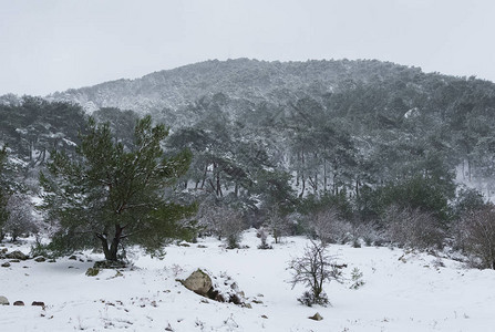 冬天和白雪皑的森林照片图片