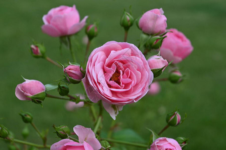 玫瑰丛上的玫瑰花图片