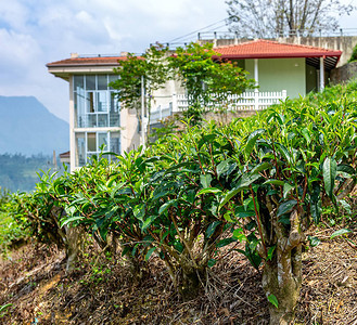 茶叶树茶树和茶叶种植场背景及的封闭图片