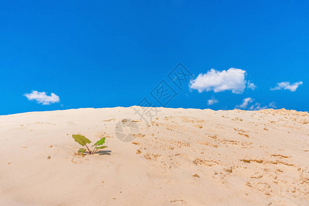沙丘炎热夏天空图片