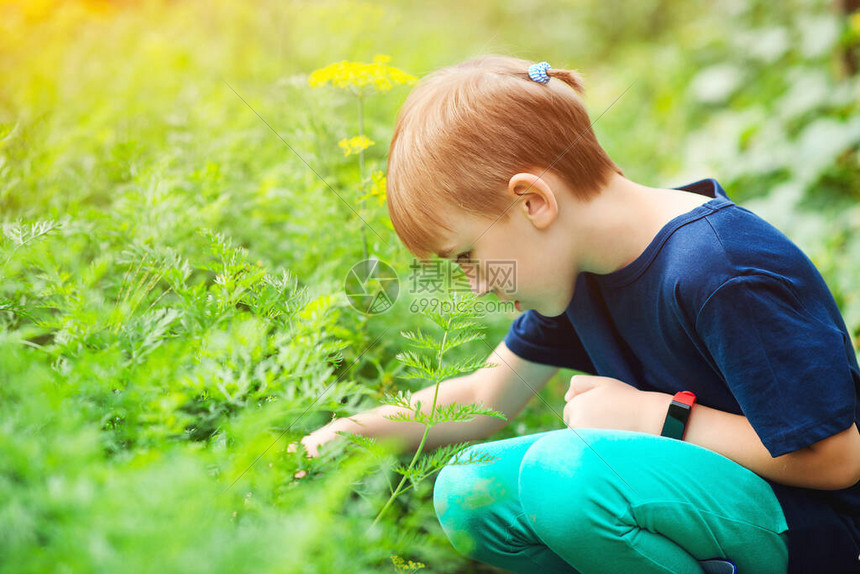 可爱的男孩在花园里摘胡萝卜菜园有一堆胡萝卜的小园丁园艺第一批有机种植的胡萝卜快乐的孩子拿图片