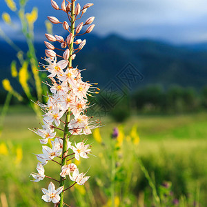 野生的花朵埃雷穆鲁斯自然的夏图片