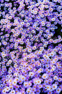 紫苑的紫色花朵花园里的紫罗兰花图片