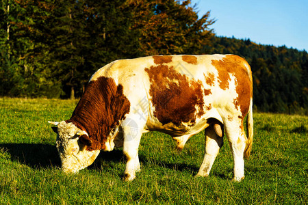 红褐牛站在波兰皮尼山公园新草原上图片素材