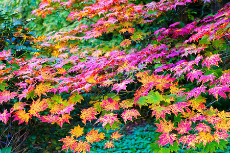 秋天的日本柳木树图片
