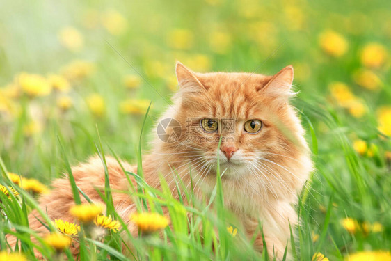 绿色夏草的红毛猫肖像背图片