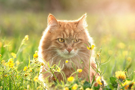 绿色夏草的红色毛皮猫和背景中的黄色花朵图片