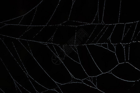蜘蛛网上的水滴背景图片