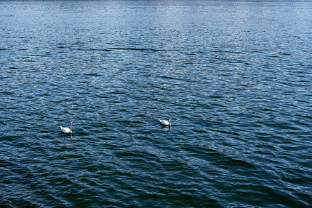 两只天鹅在意大利科莫湖水上游泳图片