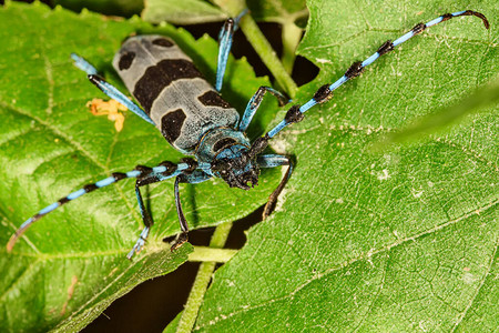 RosaliaLongicornalpina或高山长角甲虫图片