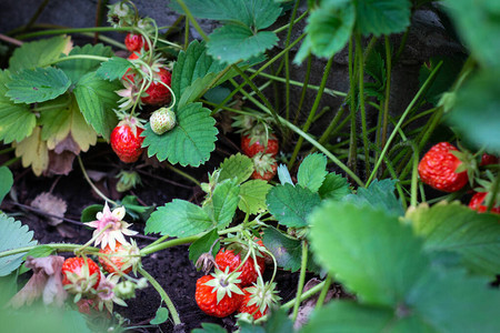 花园里自产的甜草莓丛图片