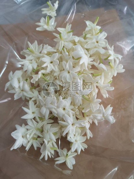 JasminumsambacJasmineae白花塑料背景图片