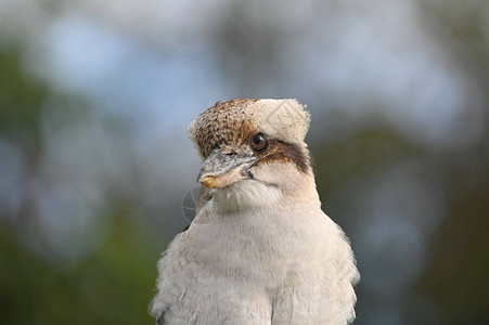 澳洲原生的Kookaburra图片