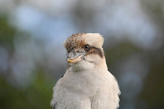 澳洲原生的Kookaburra图片