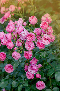 许多美丽的玫瑰粉红冰在模糊的粉红玫瑰背景上的粉红玫瑰花园里玫瑰丛上图片