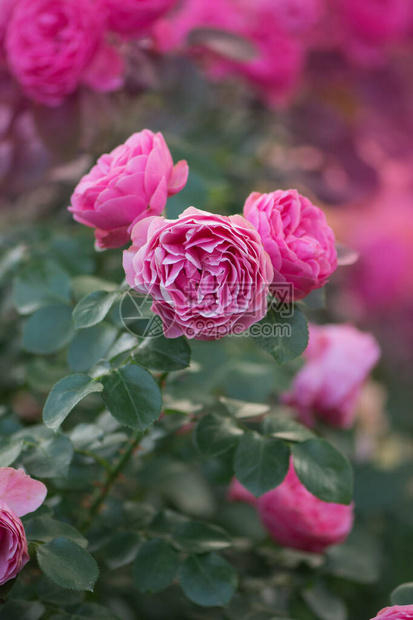 粉红色的玫瑰花开花的粉红玫瑰花园里的粉红色玫瑰花丛玫瑰图片