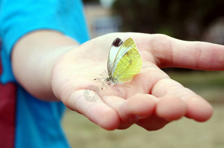 孩子手中的蝴蝶蝴蝶在孩子的手图片