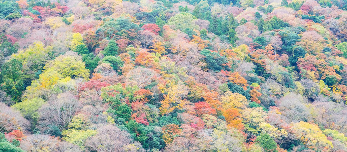 美丽的色彩多的叶子背景秋季图片