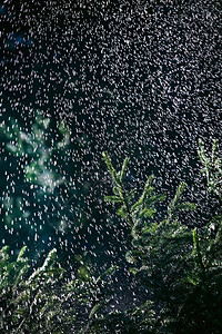 夏季大雨下着森林图片