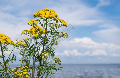 药用植物在海面和蓝天空上呈白游牧云图片