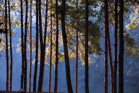 日出时的森林背景和壁纸图片