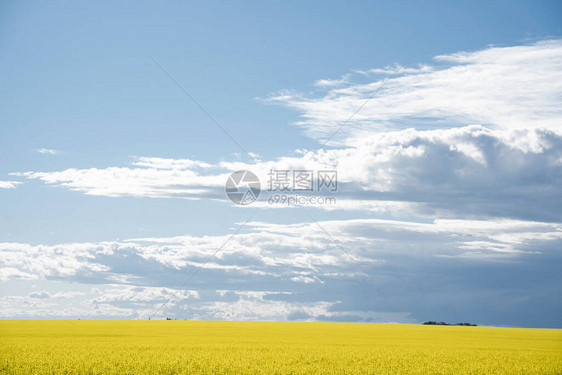 日落时开花的黄色卡诺拉田地洛基景镇加拿大艾伯塔图片