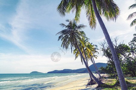 加勒比海岸沙热带海滩背景上图片