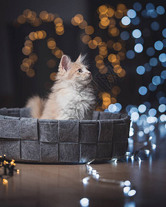 坐在宠物床上的猫儿在寒冷和温暖的火光图片