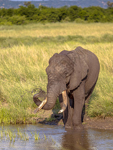 来自南非克鲁格公园Nshahudam水库的非洲大象Loxodontaafrica图片