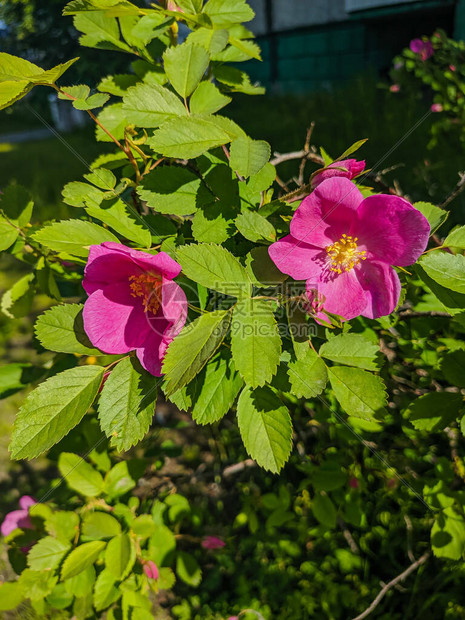 玫瑰花朵与粉红花瓣图片