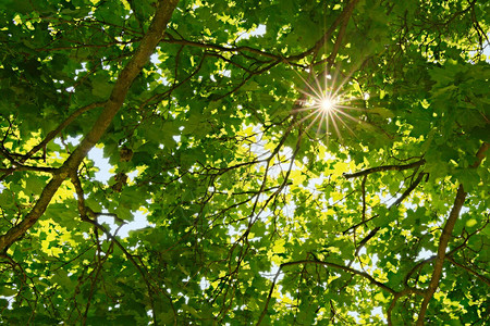 阳光透过茂密的树叶投射出美丽的光线太阳光芒在森林深处阳光穿过茂密