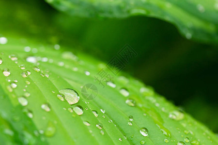 清晨在自然界叶子上降下雨水露以图片