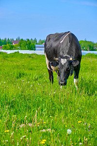 黑白牛在阳光明媚的一天在草原上撒满了黑图片