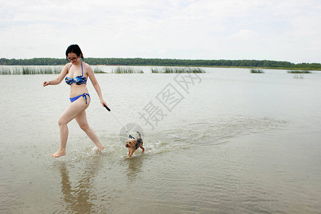 穿泳衣的女孩和约克郡泰瑞犬在湖对面跑来去图片