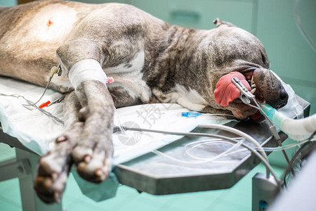 手术前在手术室的狗在麻醉兽医概图片