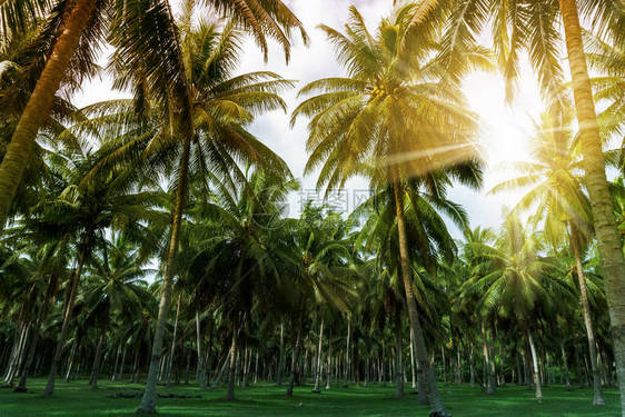 日落天空下的热带棕榈椰子图片