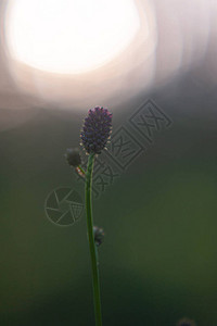 小勃艮第花在阳光下的宏观照片森林花卉的微距摄影野花图片