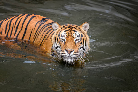 在水池中游泳的老虎在自然栖息地图片
