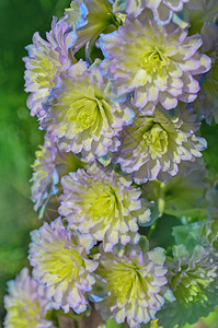 飞燕草甜蜜感觉生长在花园里双飞燕草花许多芬芳完美的花朵图片